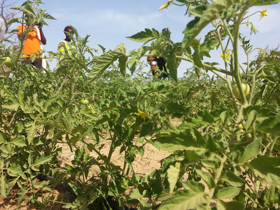 GIE AND DEFAR NGAYE NDIAWAR GIE AND DEFAR NGAYE NDIAWAR