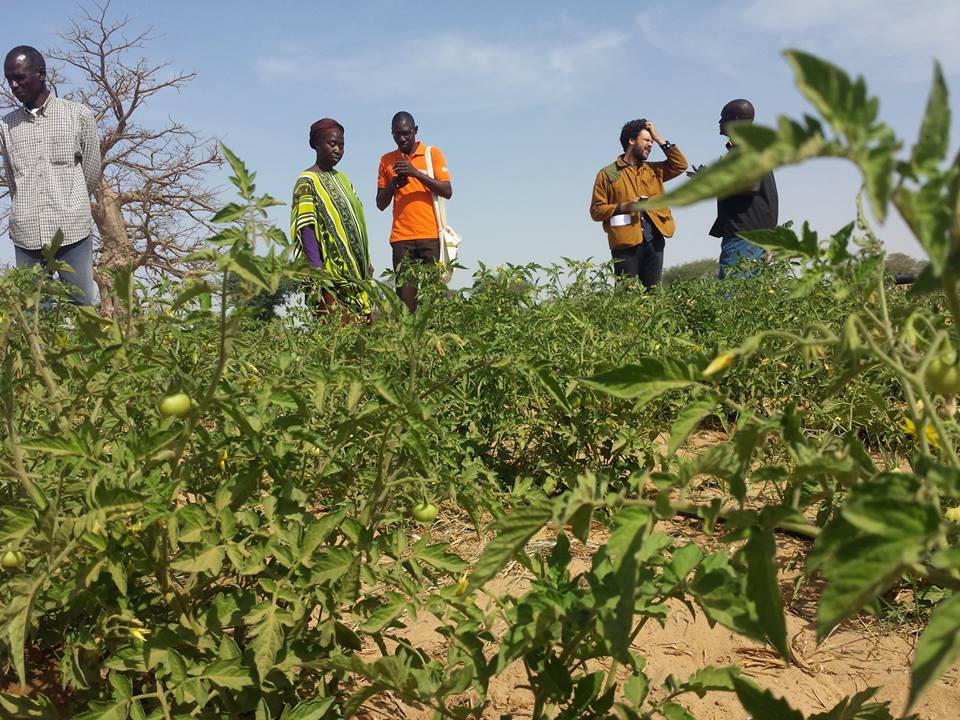 GIE AND DEFAR NGAYE NDIAWAR GIE AND DEFAR NGAYE NDIAWAR