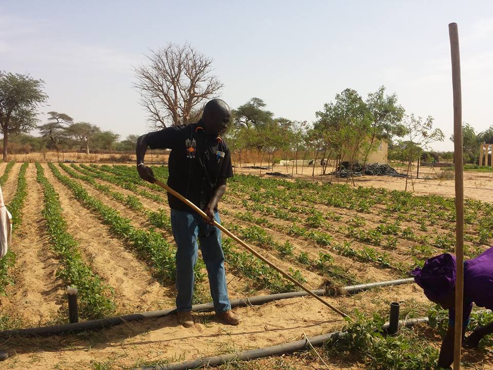 GIE AND DEFAR NGAYE NDIAWAR GIE AND DEFAR NGAYE NDIAWAR