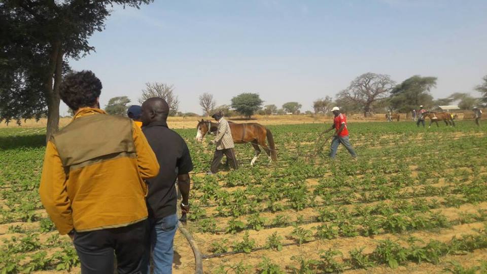 GIE AND DEFAR NGAYE NDIAWAR GIE AND DEFAR NGAYE NDIAWAR