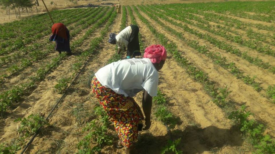 GIE AND DEFAR NGAYE NDIAWAR GIE AND DEFAR NGAYE NDIAWAR