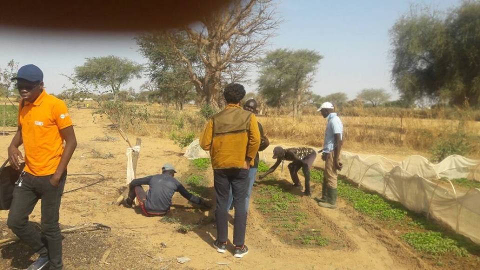 GIE AND DEFAR NGAYE NDIAWAR GIE AND DEFAR NGAYE NDIAWAR