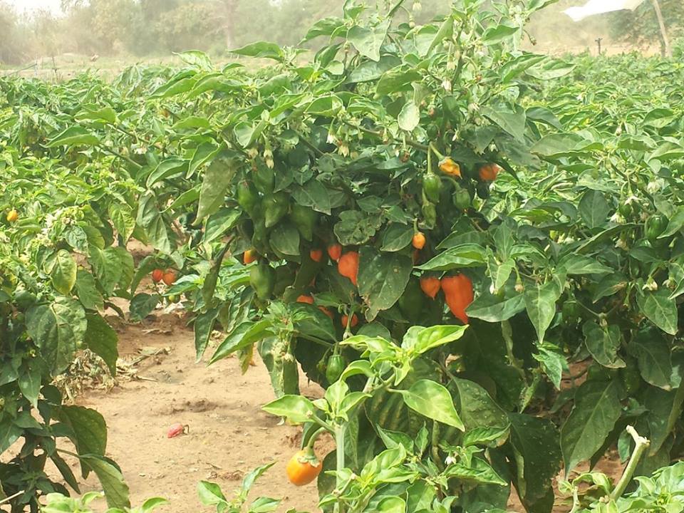 Visite de la Ferme / Académie CAMPUS DESPERANTOS Visite de la Ferme / Académie CAMPUS DESPERANTOS