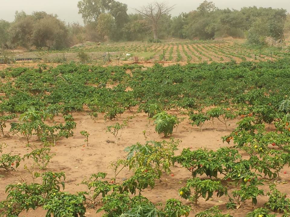 Visite de la Ferme / Académie CAMPUS DESPERANTOS Visite de la Ferme / Académie CAMPUS DESPERANTOS