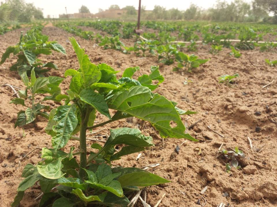 Visite de la Ferme / Académie CAMPUS DESPERANTOS Visite de la Ferme / Académie CAMPUS DESPERANTOS
