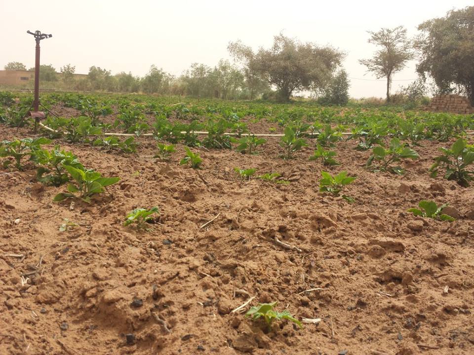 Visite de la Ferme / Académie CAMPUS DESPERANTOS Visite de la Ferme / Académie CAMPUS DESPERANTOS