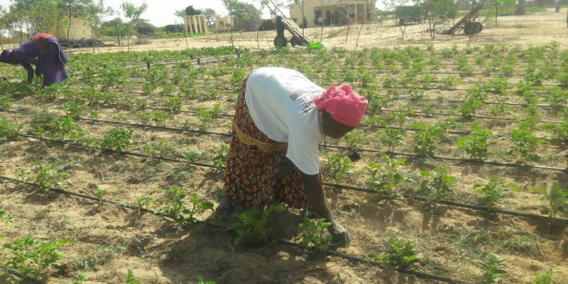 Financement des projets du monde rural - GIE AND DEFFAR NGAYE NDIAWAR